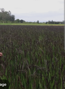 कालानमक धान